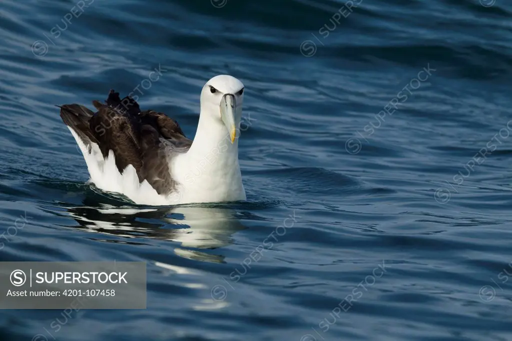 White-capped Albatross (Thalassarche steadi) on water, Kaikoura, South Island, New Zealand