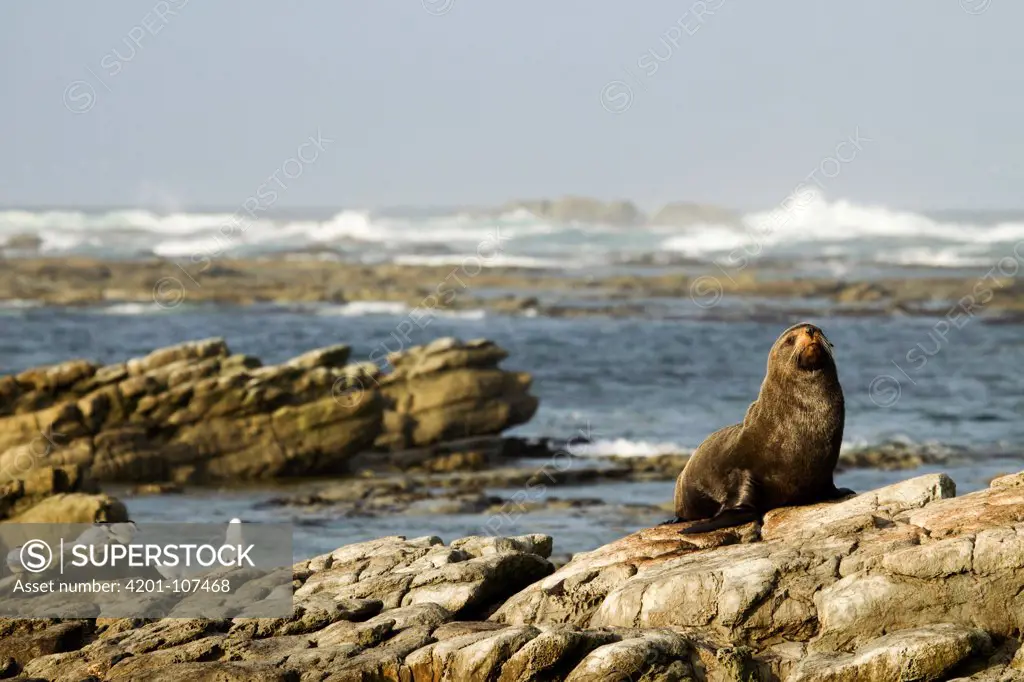 New Zealand Fur Seal (Arctocephalus forsteri) bull on coastal rocks, Kaikoura, South Island, New Zealand