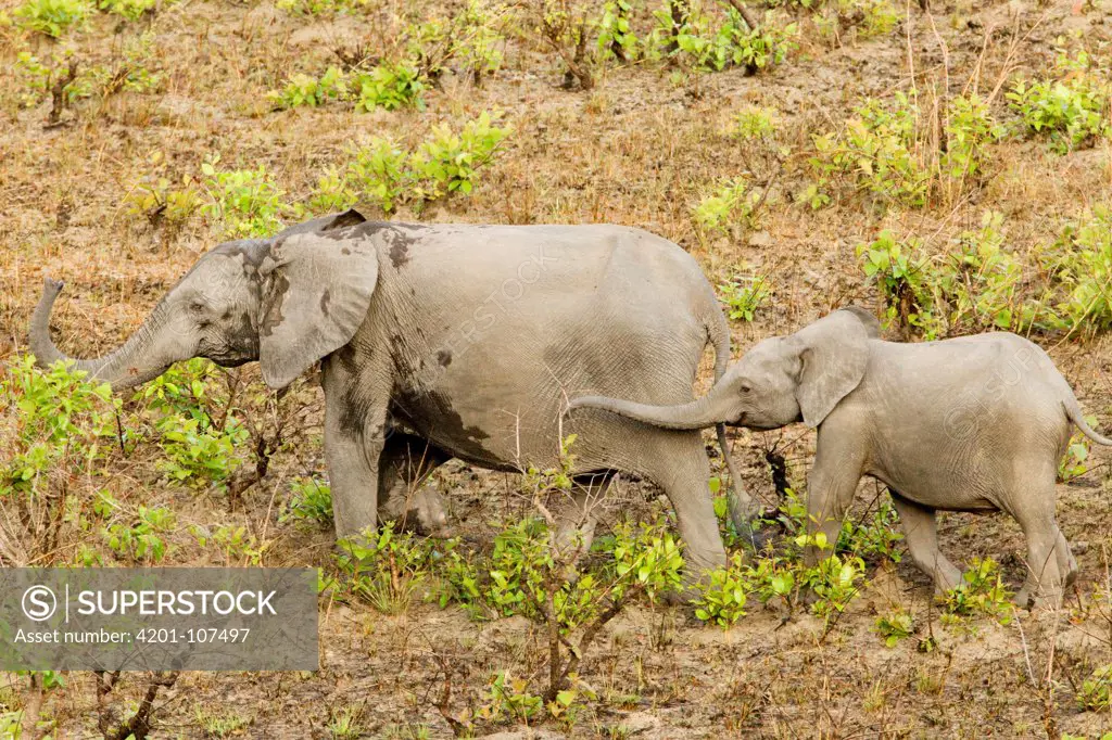 African Forest Elephant (Loxodonta africana cyclotis) mother and calf in savanna, Lope National Park, Gabon