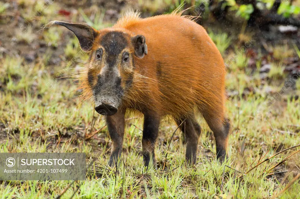 Red River Hog (Potamochoerus porcus) male, Lope National Park, Gabon