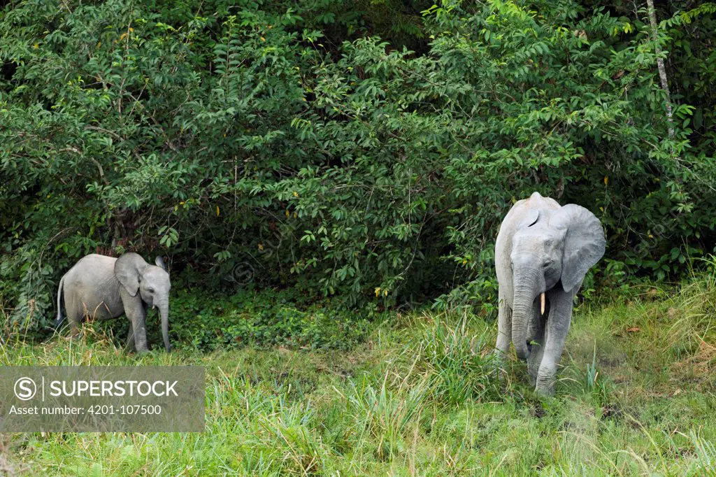 African Forest Elephant (Loxodonta africana cyclotis) mother and calf, Lope National Park, Gabon