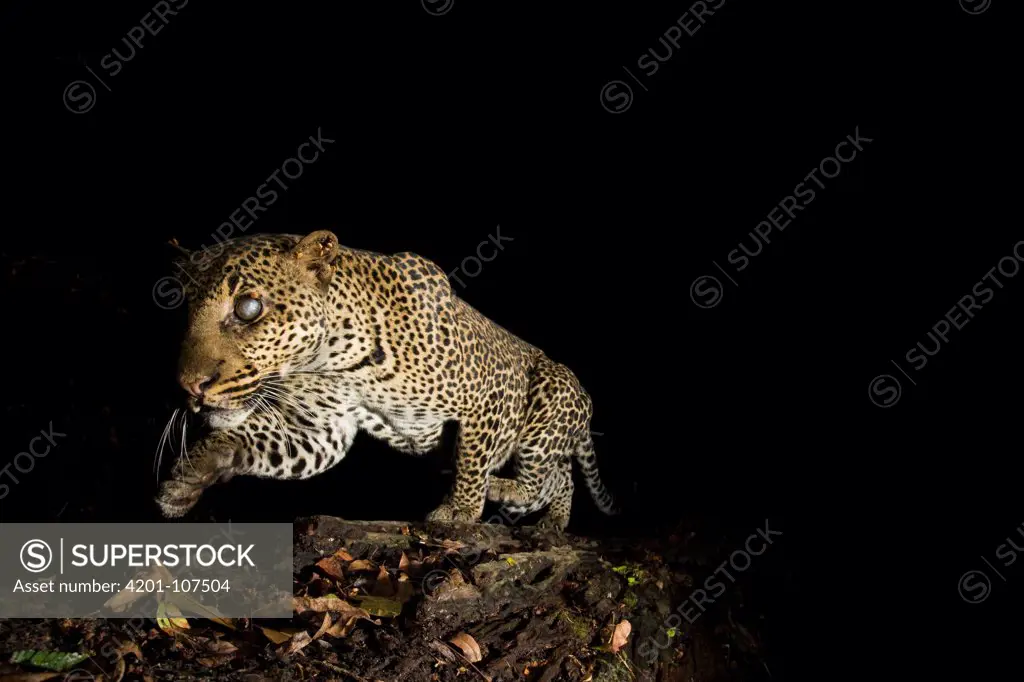 Leopard (Panthera pardus) male with Fire Ant (Solenopsis sp) damaged eyes, crossing log bridge at night, Lope National Park, Gabon