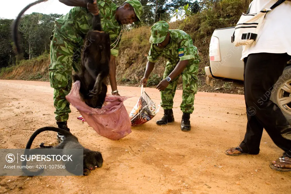 Gray-cheeked Mangabey (Lophocebus albigena) being pulled out of bag by National Park guard during illegal bushmeat seizure, Lope National Park, Gabon