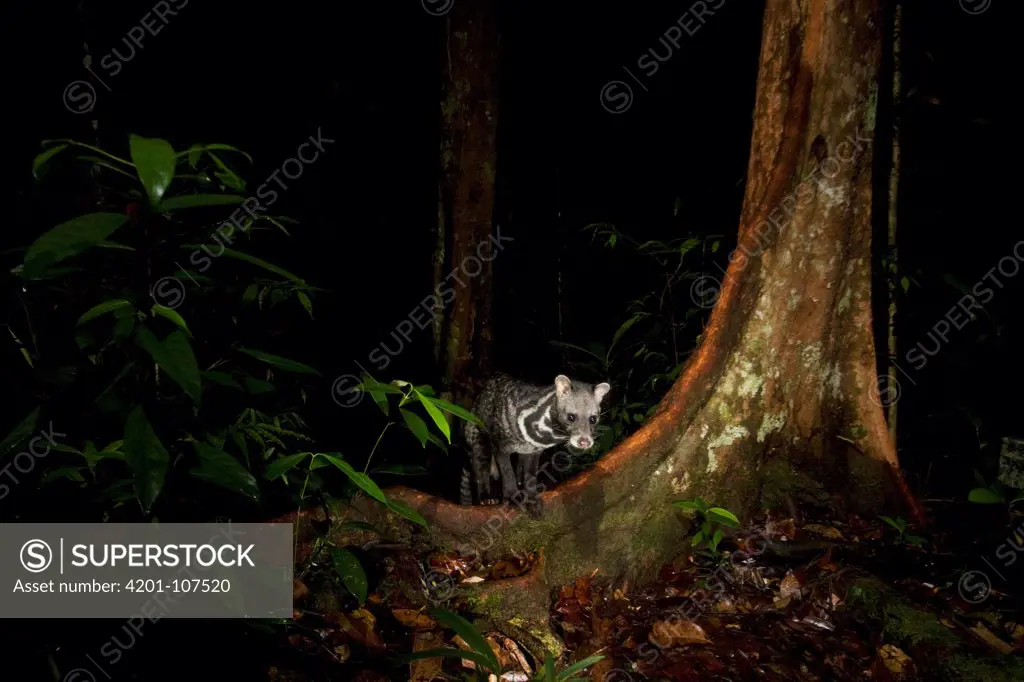 Malayan Civet (Viverra tangalunga) in lowland rainforest at night, Tawau Hills Park, Sabah, Borneo, Malaysia
