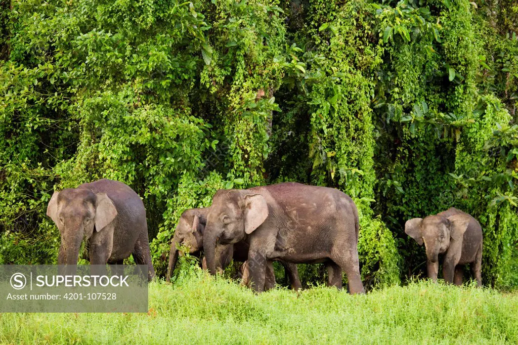 Borneo Pygmy Elephant (Elephas maximus borneensis) herd in secondary lowland rainforest, Kinabatangan River, Sabah, Borneo, Malaysia