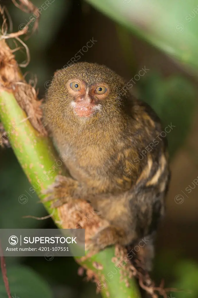 Pygmy Marmoset (Cebuella pygmaea), Zoo, Santiago de Cali, Valle del Cauca, Colombia