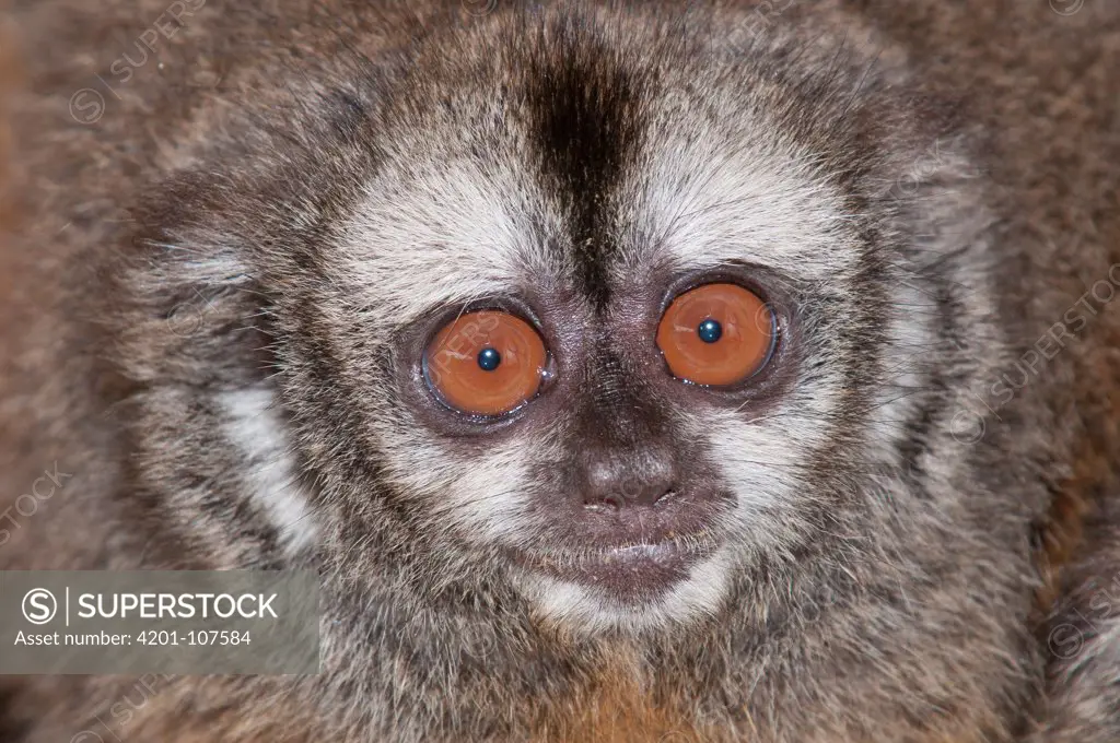 Peruvian Night Monkey (Aotus micronax) showing large eyes, Huachipa Zoological Park, Lima, Peru