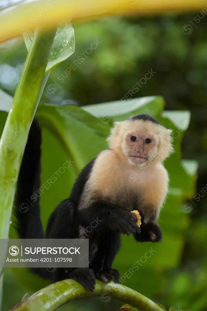 White-faced Capuchin (Cebus capucinus) in banana plantation, Sierpe del Pacifico, Osa Peninsula, Costa Rica