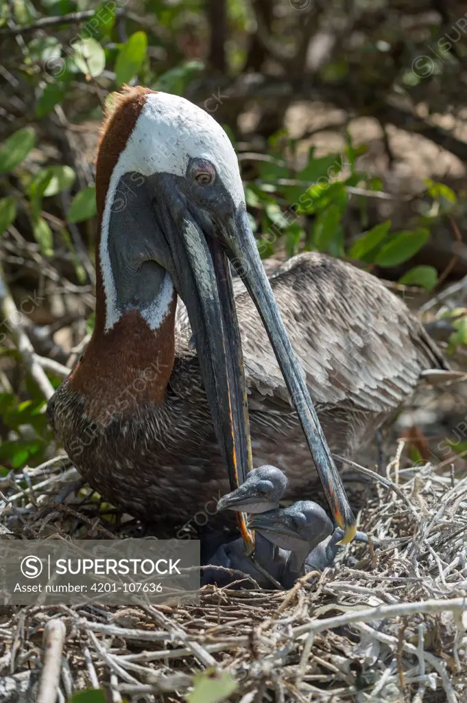 Brown Pelican (Pelecanus occidentalis) parent and chicks at nest, Santa Cruz Island, Ecuador