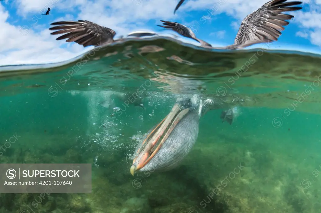 Brown Pelican (Pelecanus occidentalis) with pouch distended for catching fish in shallow water, Borrero Bay, Santa Cruz Island, Ecuador