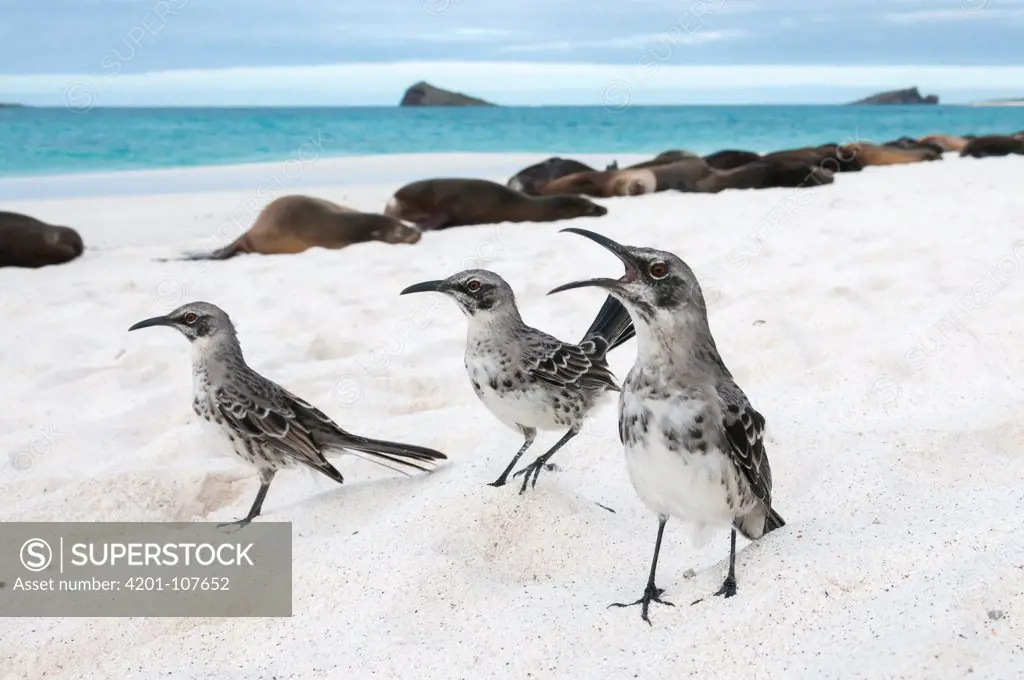 Hood Mockingbird (Nesomimus macdonaldi) group on beach, Gardner Bay, Espanola Island, Ecuador