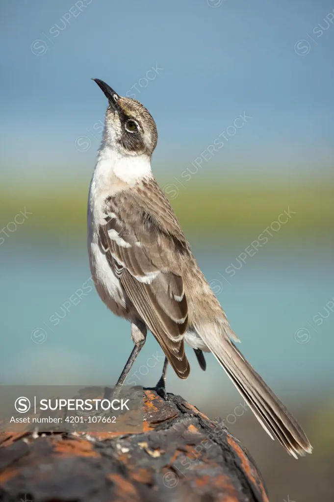 Galapagos Mockingbird (Nesomimus parvulus), Tortuga Bay, Santa Cruz Island, Ecuador