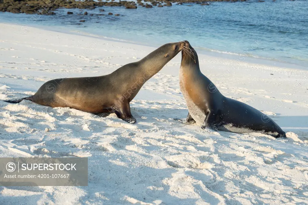 Galapagos Sea Lion (Zalophus wollebaeki) pair on beach, Mosquera Islet, Ecuador