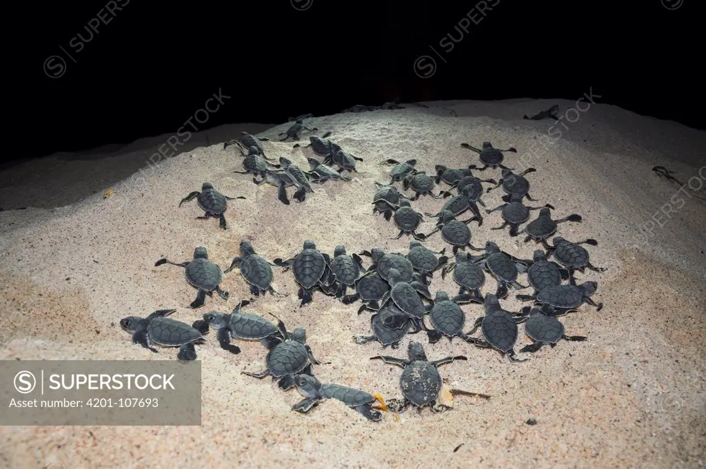 Green Sea Turtle (Chelonia mydas) hatchlings emerging from sand nest, Borrero Bay, Santa Cruz Island, Ecuador