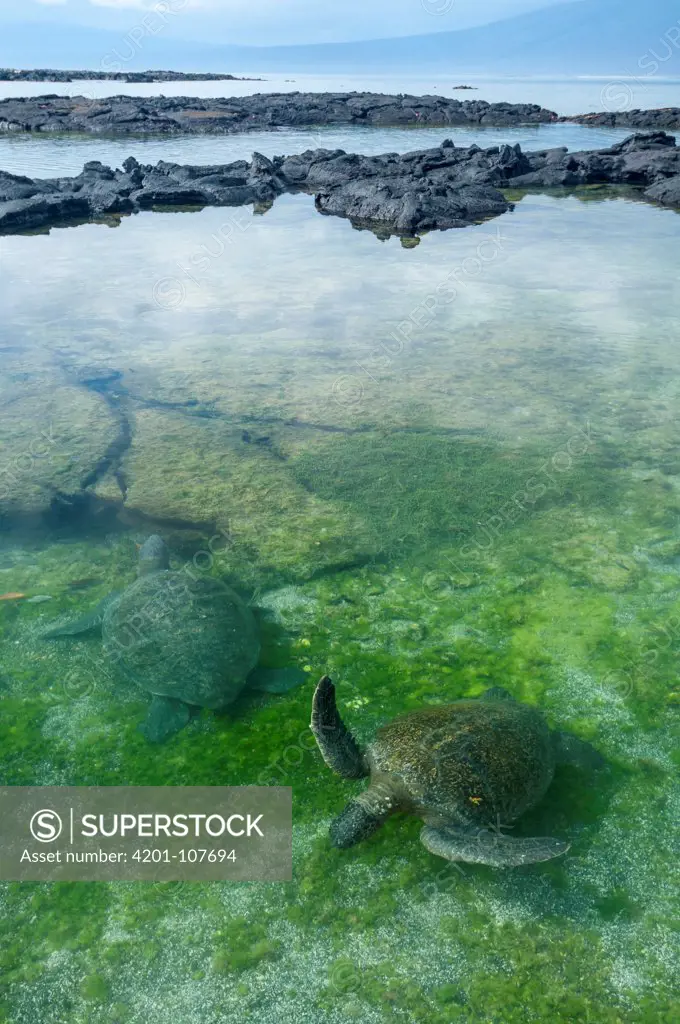 Green Sea Turtle (Chelonia mydas) pair in shallow water, Punta Espinosa, Fernandina Island, Ecuador