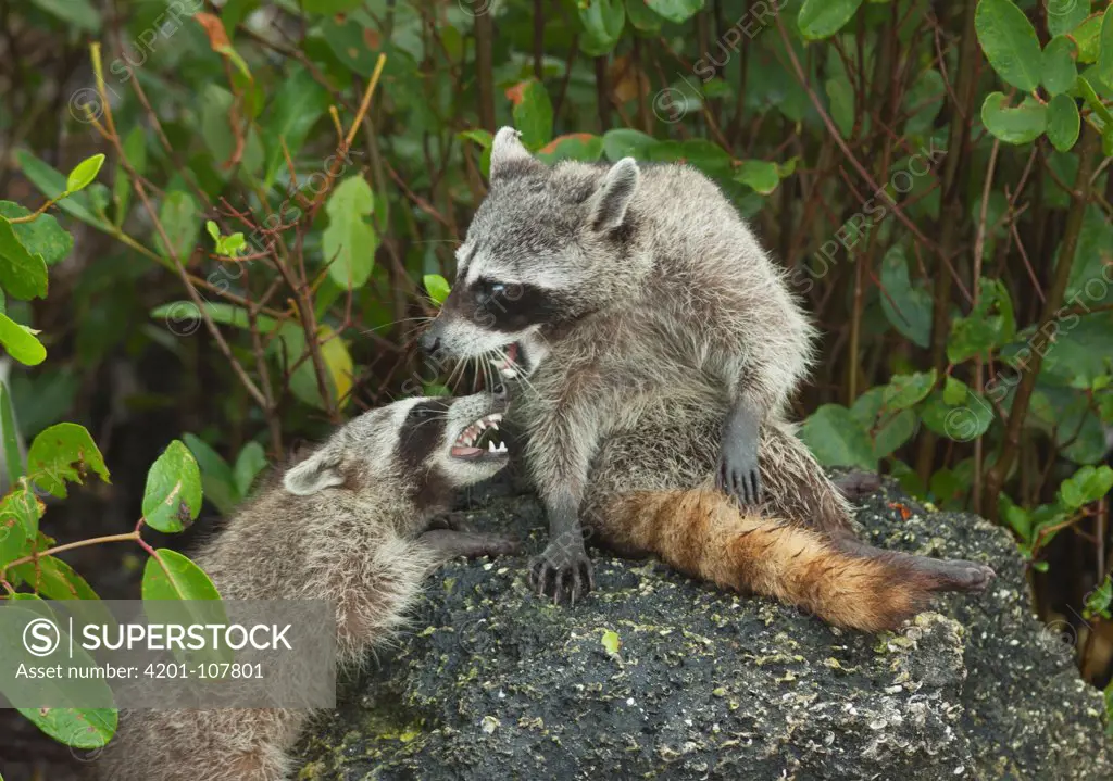 Pygmy Raccoon (Procyon pygmaeus) pair play-fighting, Cozumel Island, Mexico