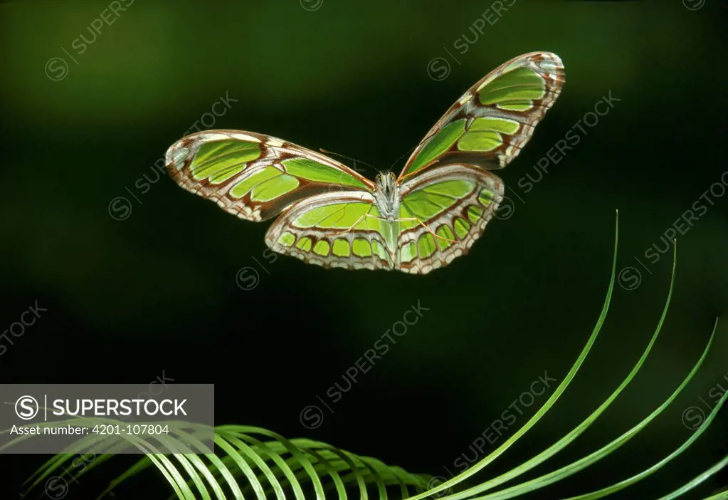 Green Heliconia Butterfly (Philaethria dido) flying