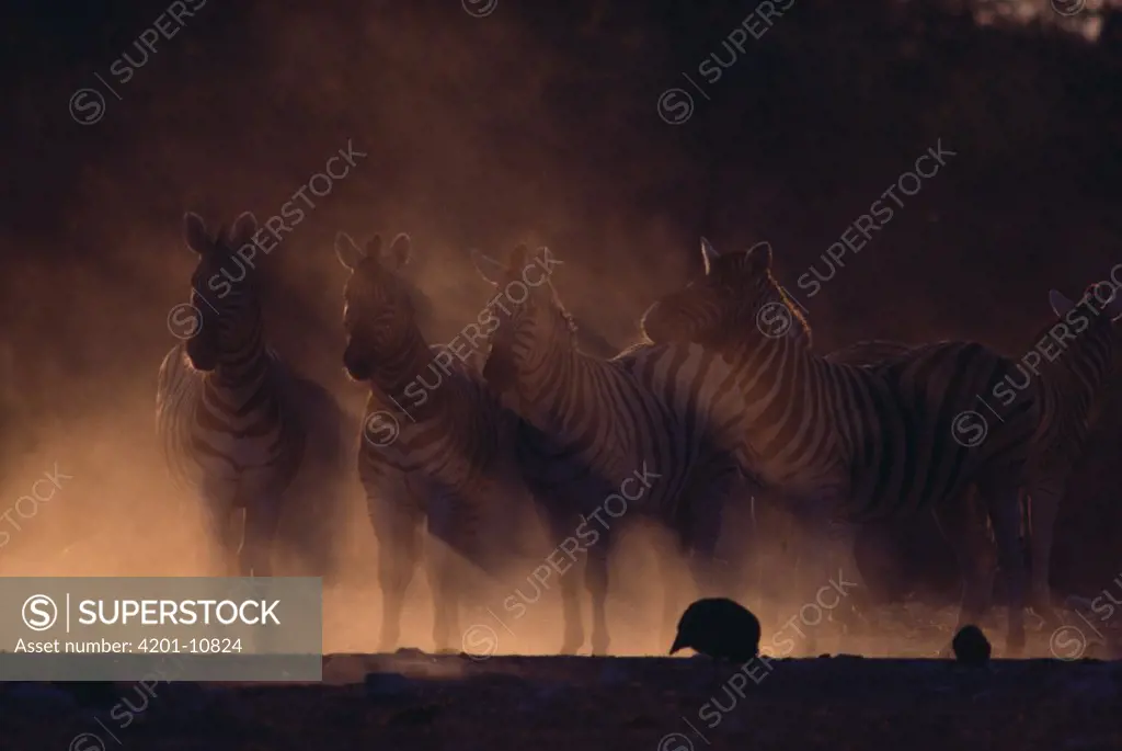 Mountain Zebra (Equus zebra) group standing in dust storm, Etosha National Park, Namibia