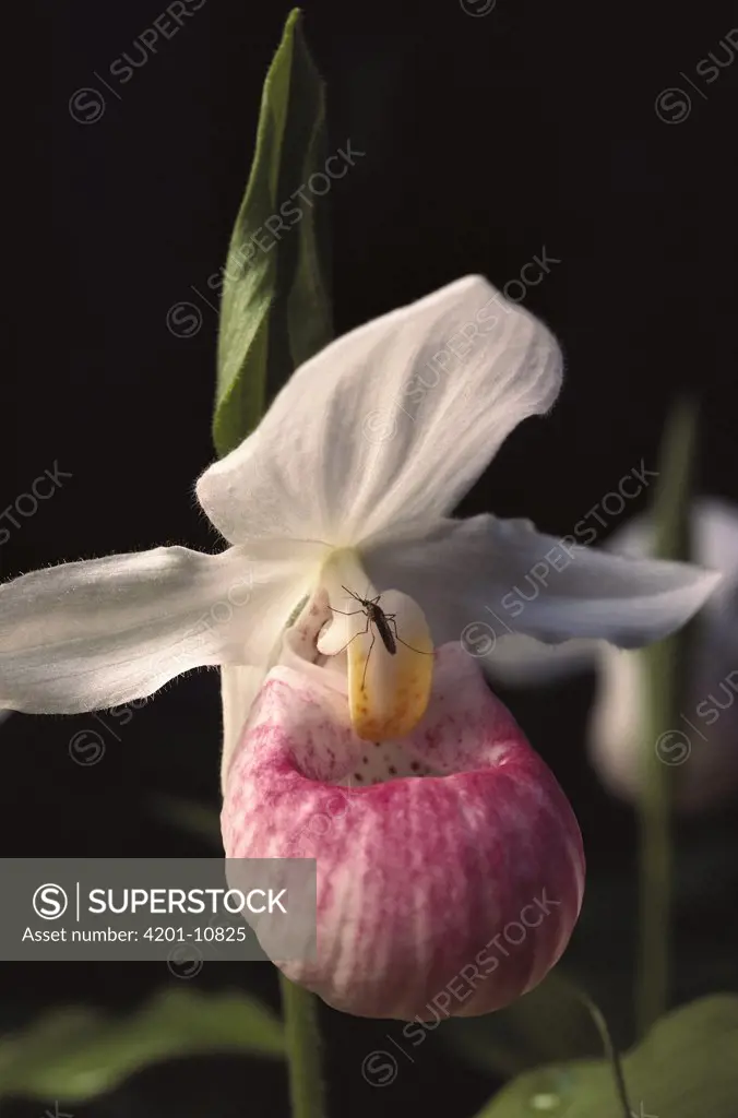 Showy Lady's Slipper (Cypripedium reginae) orchid, Northwoods, Minnesota