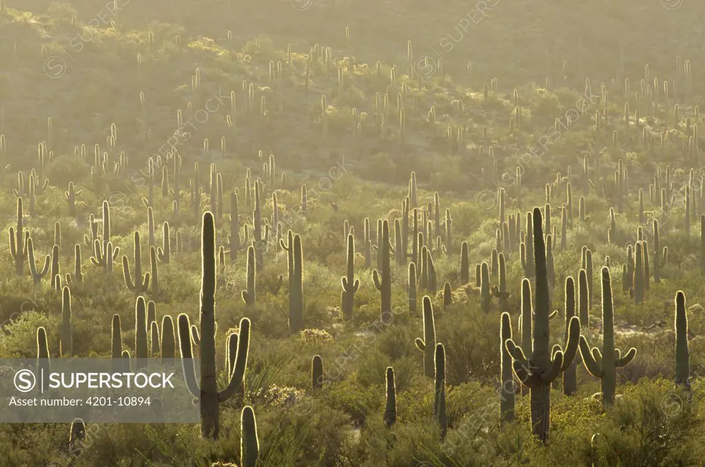 Saguaro (Carnegiea gigantea) cactus, field, Organ Pipe Cactus National Monument, Arizona