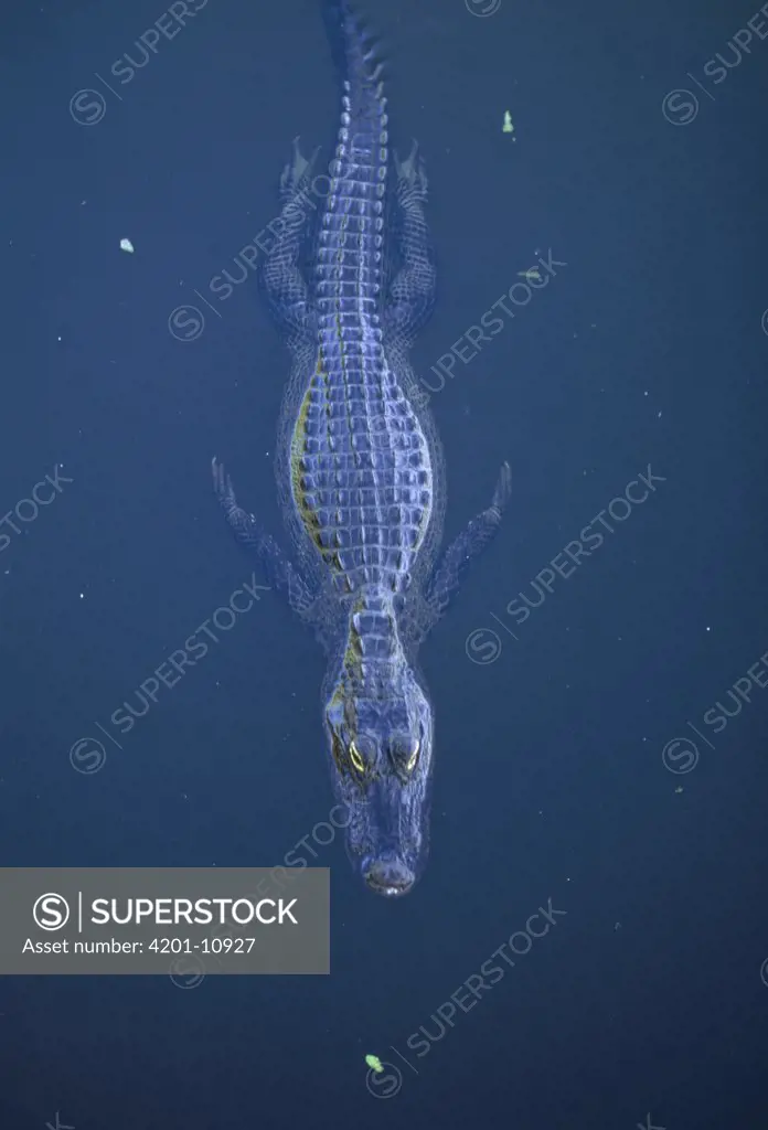 American Alligator (Alligator mississippiensis) floating at water surface, Everglades National Park, Florida