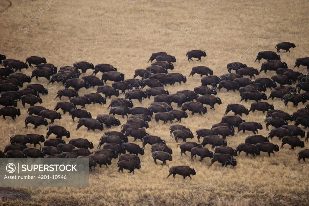 American Bison (Bison bison) herd stampeding, South Dakota