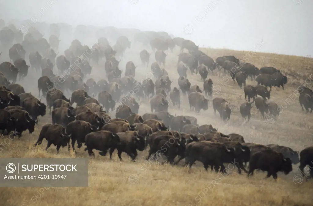 American Bison (Bison bison) herd stampeding, South Dakota