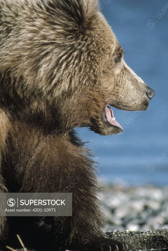 Grizzly Bear (Ursus arctos horribilis) portrait, Alaska
