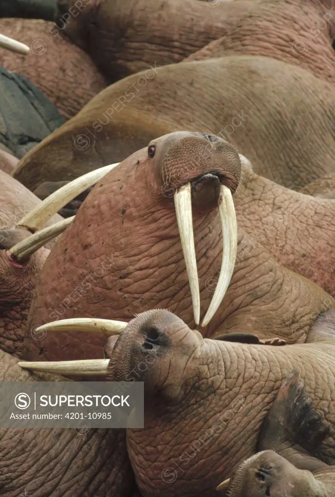 Pacific Walrus (Odobenus rosmarus divergens) group, Round Island colony, Alaska