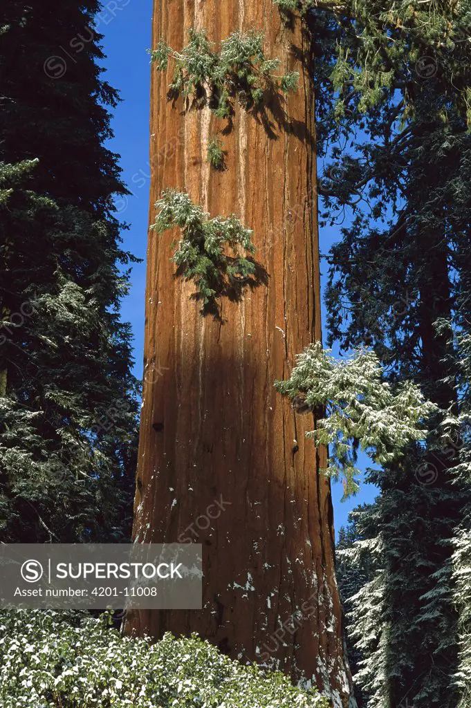 Giant Sequoia (Sequoiadendron giganteum) with dusting of snow, King's Canyon National Park, California