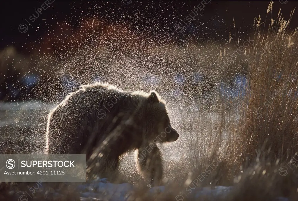 Grizzly Bear (Ursus arctos horribilis) shaking off water after a bath, Alaska