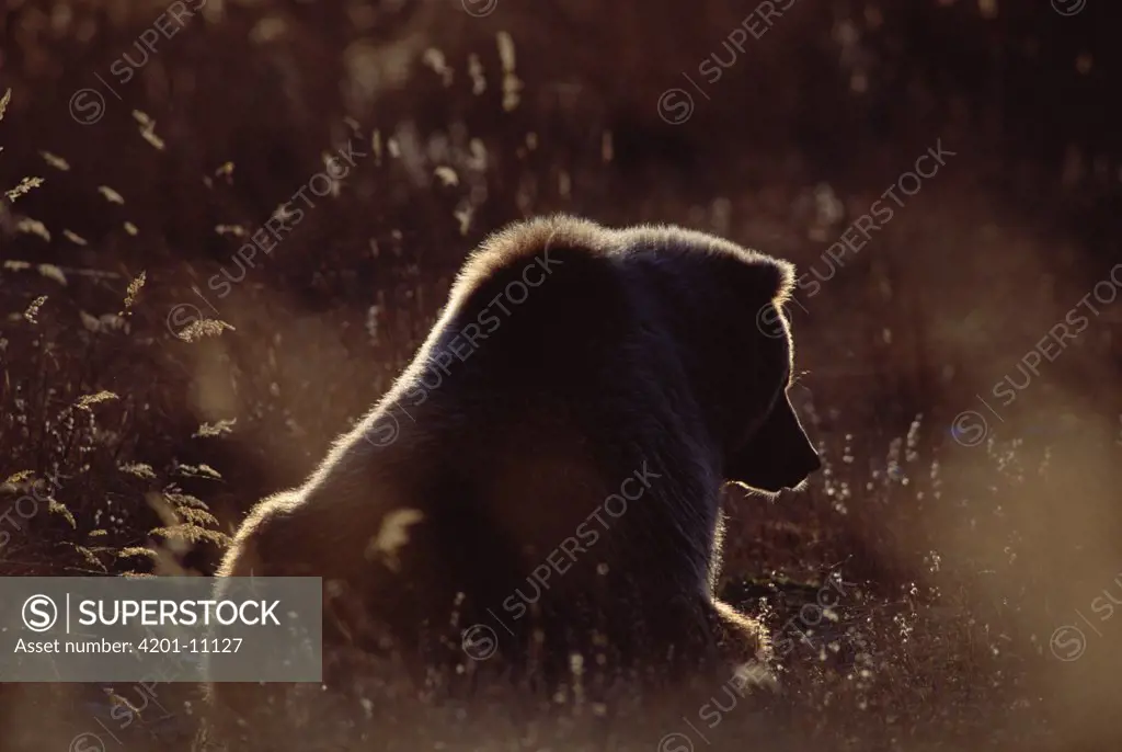 Grizzly Bear (Ursus arctos horribilis) backlit at sunset, Alaska