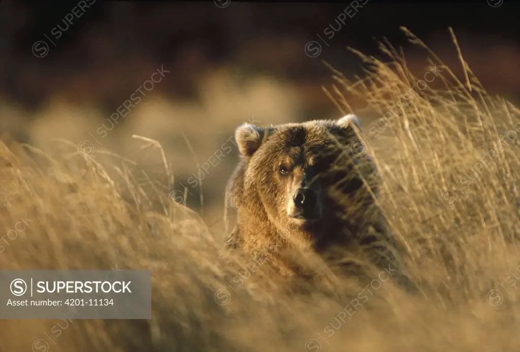 Grizzly Bear (Ursus arctos horribilis) peering from autumn grass, Katmai, Alaska
