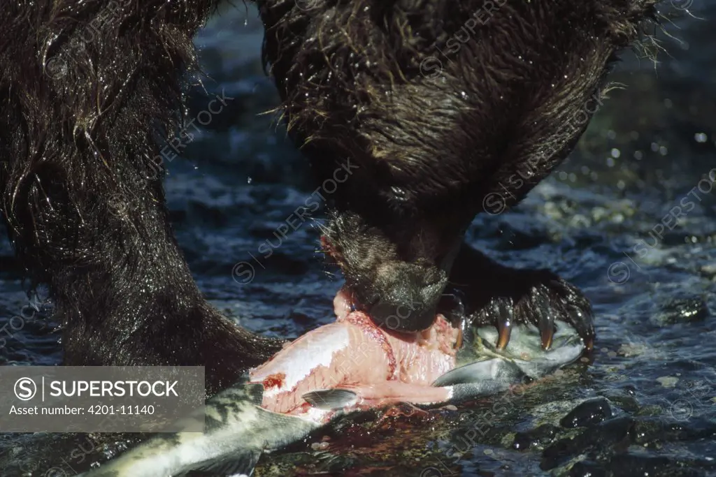 Grizzly Bear (Ursus arctos horribilis) eating salmon, Alaska