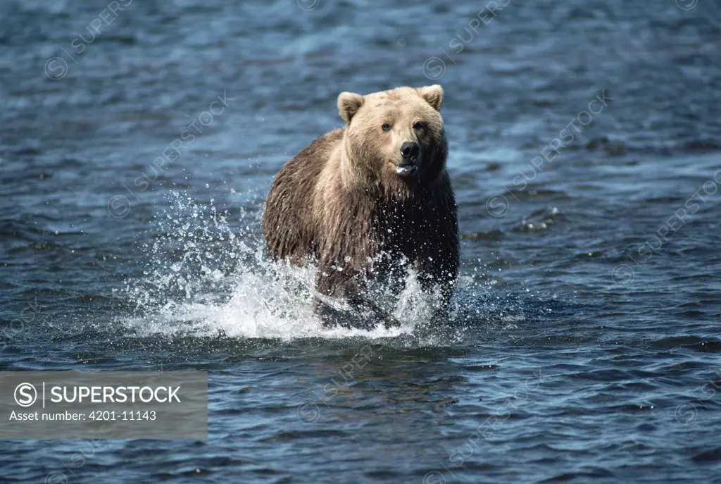 Grizzly Bear (Ursus arctos horribilis) running, Alaska