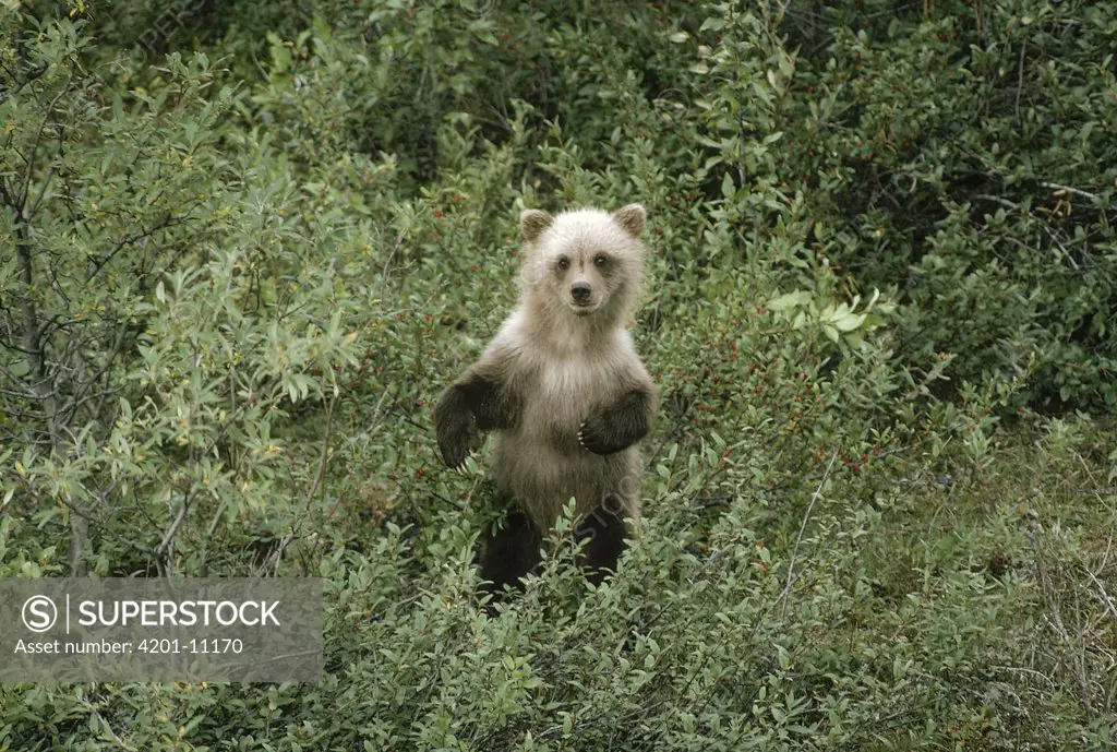 Grizzly Bear (Ursus arctos horribilis) cub standing among spring growth, Alaska