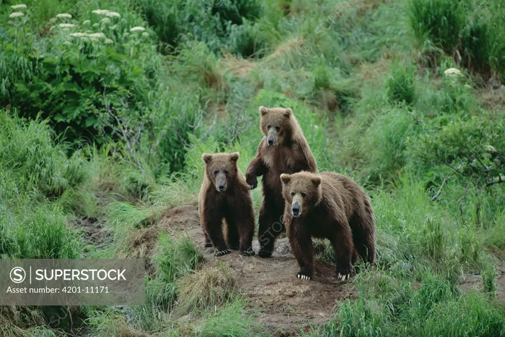 Grizzly Bear (Ursus arctos horribilis) trio of curious juveniles, Alaska