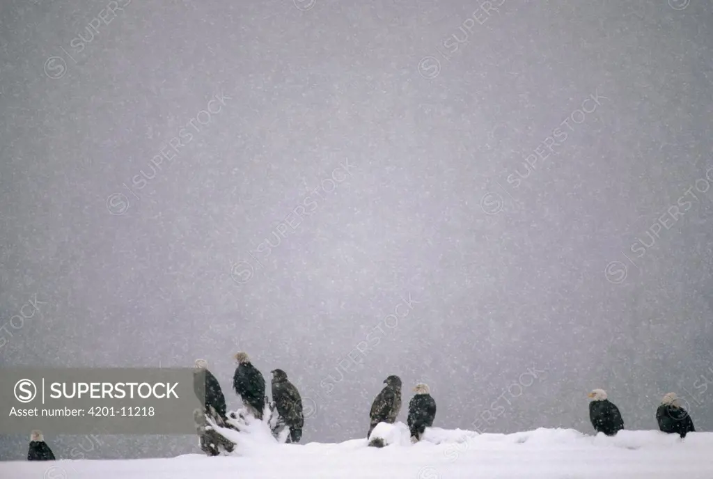 Bald Eagle (Haliaeetus leucocephalus) group in snowstorm, Alaska