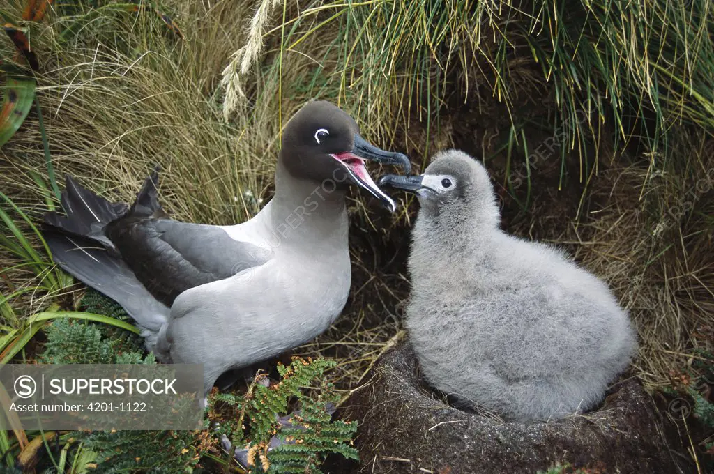 Light-mantled Albatross (Phoebetria palpebrata) chick being fed by parent after lengthy feeding journey, Monument Harbor, Campbell Island, New Zealand