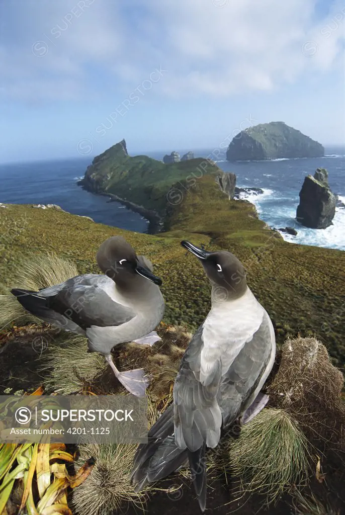 Light-mantled Albatross (Phoebetria palpebrata) pair courting on bluffs overlooking weather-beaten south coast, Monument Harbor, Campbell Island, New Zealand