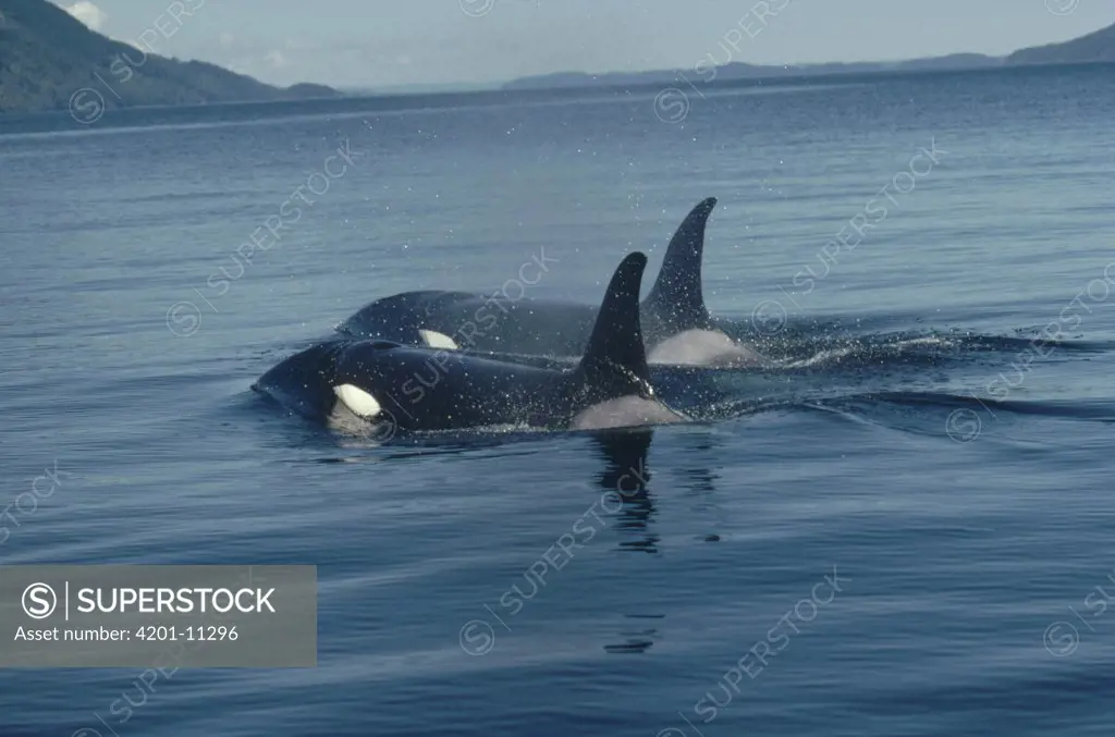 Orca (Orcinus orca) pair surfacing, British Columbia, Canada