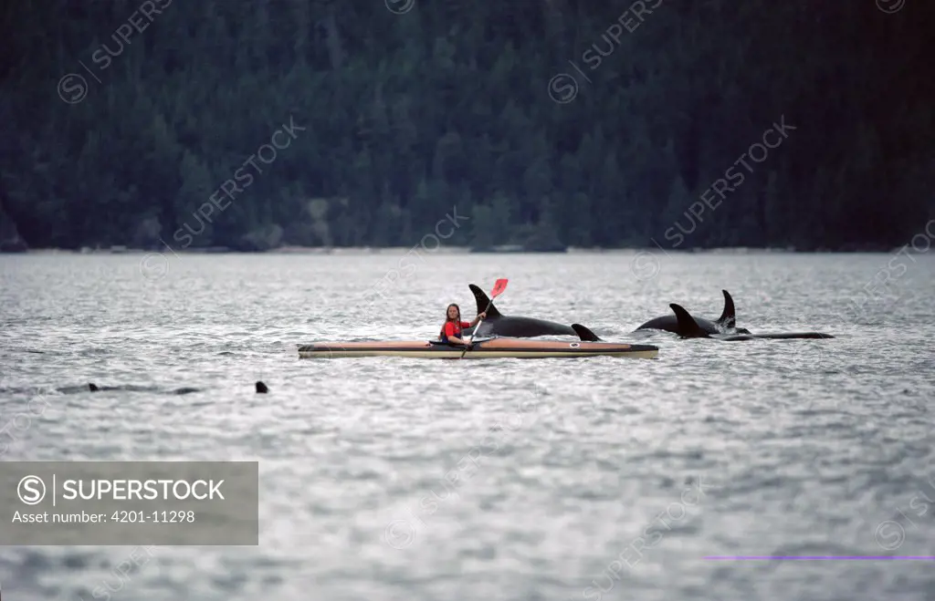 Orca (Orcinus orca) group surfacing around a kayaker, Alaska