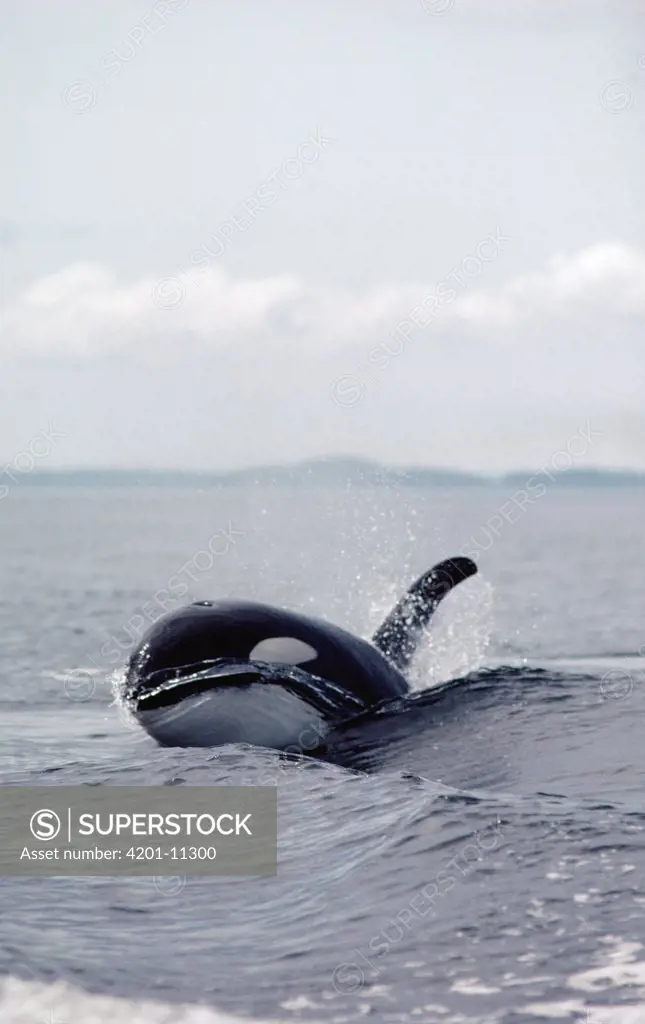 Orca (Orcinus orca) surfacing