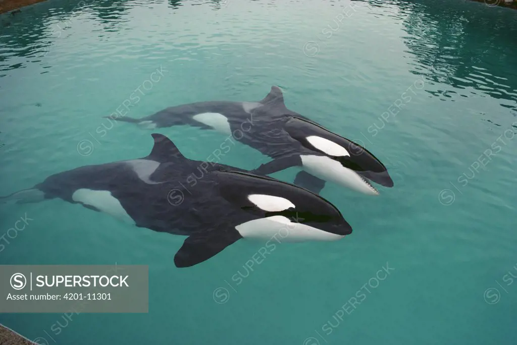 Orca (Orcinus orca) pair swimming