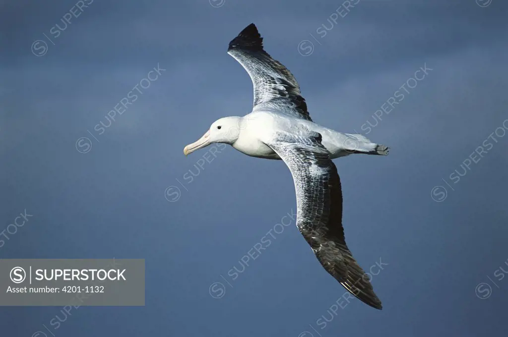 Royal Albatross (Diomedea epomophora) flying, up to 35 meter wingspan, Campbell Island, New Zealand