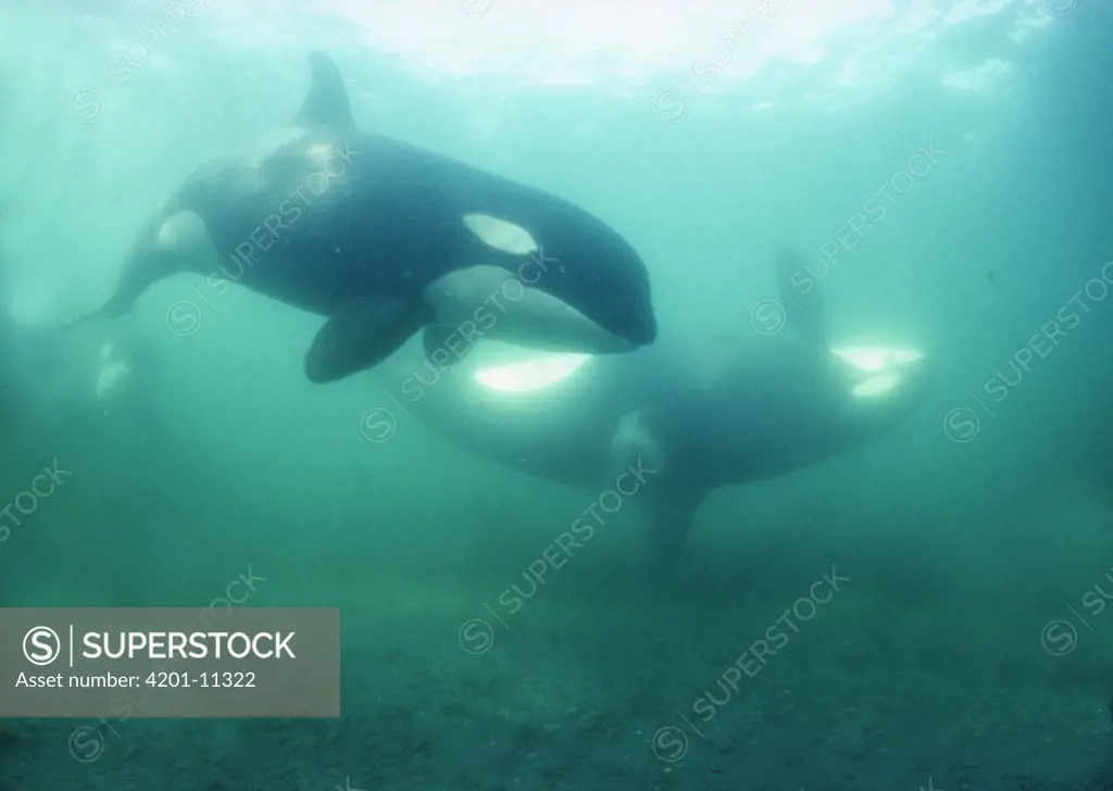 Orca (Orcinus orca) pair from resident pod A-5 at rubbing beach, Johnstone Strait, British Columbia, Canada