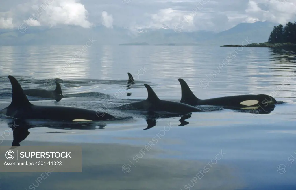 Orca (Orcinus orca) group in Johnstone Strait, British Columbia, Canada