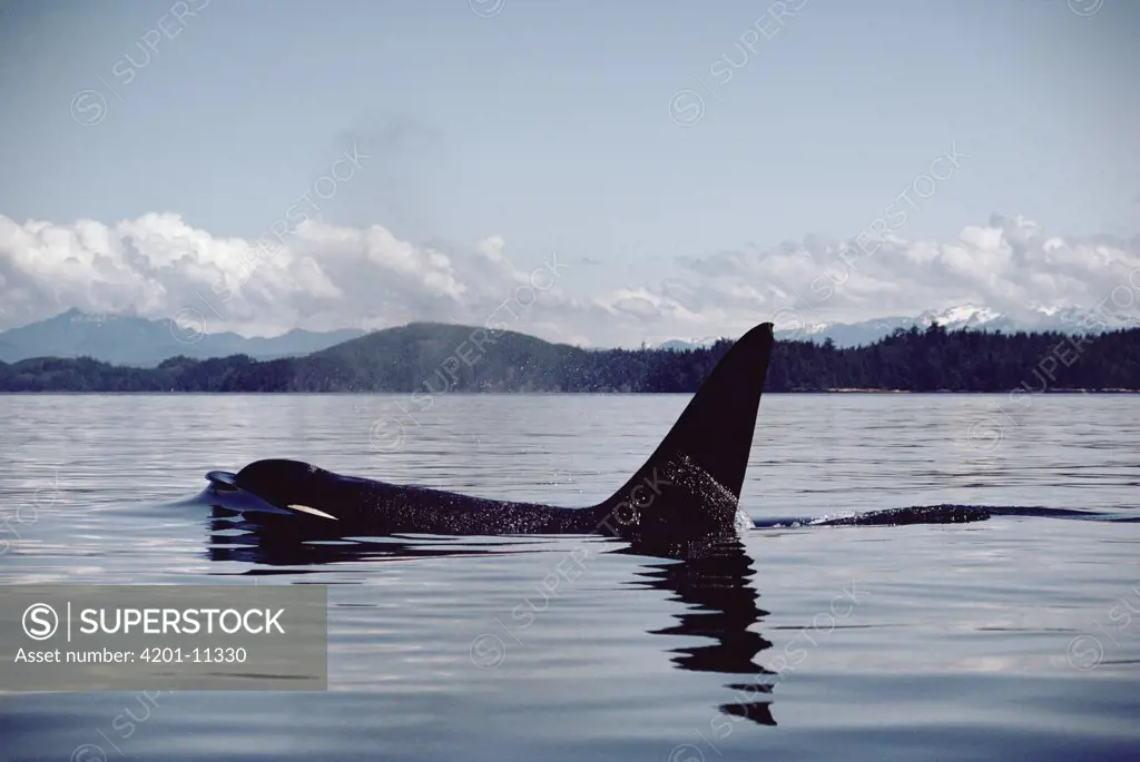 Orca (Orcinus orca) spouting as it surfaces, Johnstone Strait, British Columbia, Canada