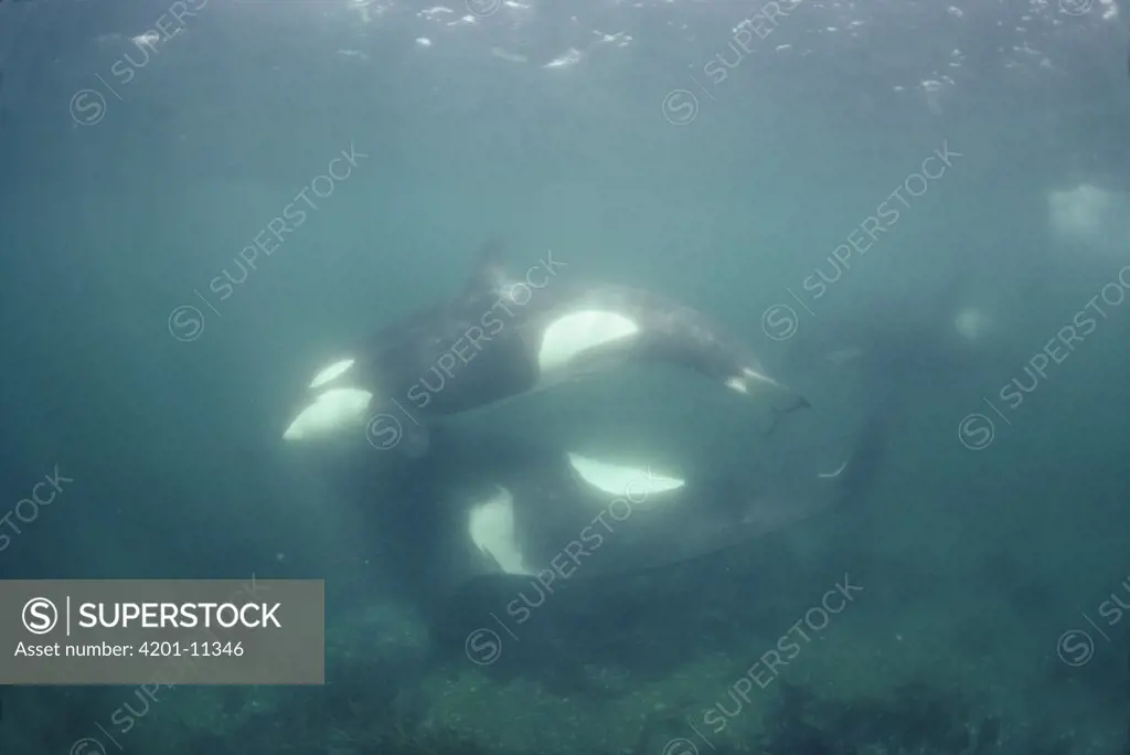 Orca (Orcinus orca) siblings from pod A-5 playing at rubbing beach, Johnston Strait, British Columbia, Canada