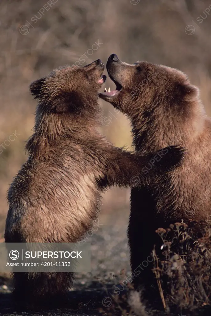 Grizzly Bear (Ursus arctos horribilis) mother and cub quarrel, Alaska
